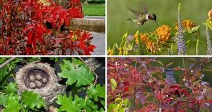 Find out what other flowers to grow beside begonias to lure hummingbirds to your garden! Create Nesting Areas For Backyard Birds My Garden Life
