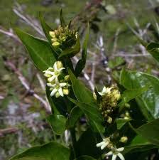 Image result for Vincetoxicum cernuum