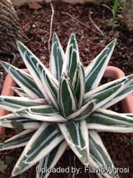 Queen victoria agave is native to parts of central mexico where it is now in danger of extinction. Agave Victoriae Reginae F Albo Marginata