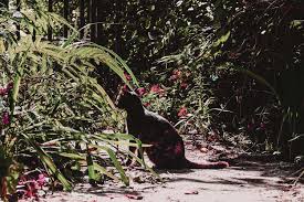 Kedi Nanesi Catnip Nedir Ne Ise Yarar Zararli Midir
