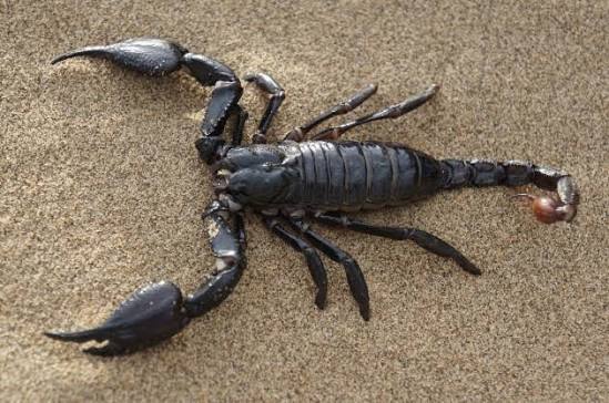 What is a Scorpion? Life Cycle of a Scorpion - Twinkl