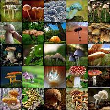 The Strongest Magic Mushroom Species Hrabas Mushroom