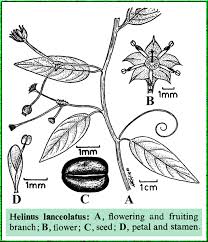 Image result for Helinus