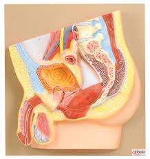 The right gonadal vein drains into the inferior vena cava (ivc), and. Male Pelvis Section Model Life Size
