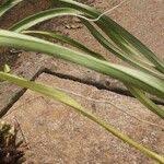 Image result for Ancistrorhynchus clandestinus