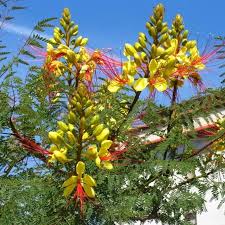 Image result for Caesalpinia