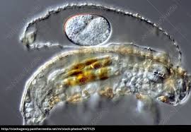 #tardigrade #tardigrades #bärtierchen #waterbear #wasserbär #animation #hand drawn animation #tvpaint #tvpaintanimationpro #trickfilm #zeichentrickfilm #illustration #artist on tumblr #animators on. Bartierchen Tardigrada Lizenzfreies Bild 1677125 Bildagentur Panthermedia