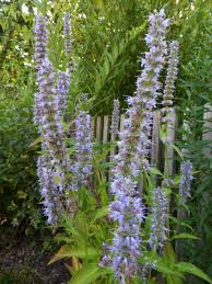 Agastache Zier Und Teepflanze In 2020 Zierpflanzen Pflanzen Teepflanze