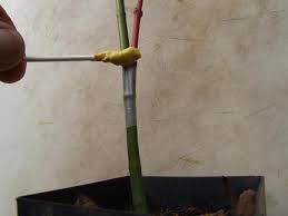 نتیجه جستجوی لغت [graft] در گوگل