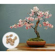 It is not difficult to transplant, and lives longer than other cherry trees, sometimes more than 50 years. Amazon Com 10 Japanese Flowering Cherry Blossom Bonsai Seeds Fresh Exotic Rare Bonsai Seeds Garden Outdoor