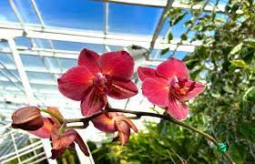 Known as the city that never sleeps, new york exudes the type of magic that only certain places can capture. 6 Gorgeous Gardens Where You Can Smell The Flowers In Wny Step Out Buffalo