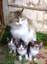 Mothers Name Lillybloom Kittens Names Orchid Daisy And Rose Ages Mom 20 Moons Kits 3 Moons Personali Sevimli Hayvan Yavrulari Sevimli Kediler Guzel Kediler