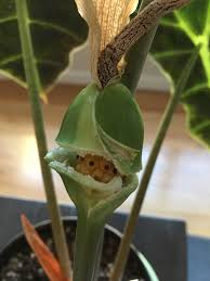 Alocasia Amazonica Seed Pod Cracked Open Now What Gardening Garden Diy Home Flowers Roses Nature Landscaping Seed Pods Seeds Gardening For Beginners