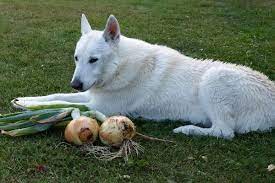 Can Dogs Eat Onions If Your Dog Ate Onions What Do You Do Https Ift Tt 2jqjpom Dog Dogs Pets Puppy Puppies Ani Can Dogs Eat Big Dog Care Dog Eating