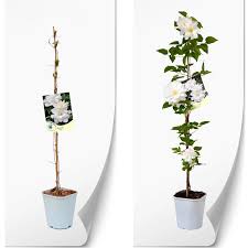 Clematis First Light PBR E-CLEMATIS