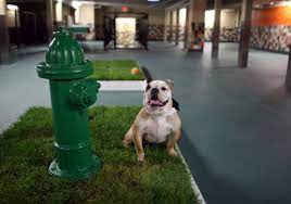 Summer Jet Set Pet Friendly Travel Dog Hotel Indoor Dog Park Dog Playground