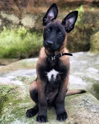 malinois world on instagram tap the link in my bio malinoisworld to shop original malinois designs made malinois dog dogs cute dogs and puppies