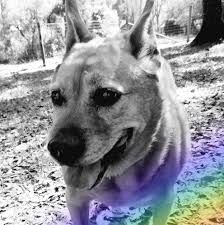 Adoptions must be done in person. Haile S Angels Pet Rescue Home Facebook
