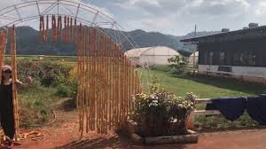 مزرعة ذرة في جبال خاو ياي لا تفوتنا منتجاتها ابدا thailand structures life