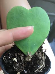 Maybe you would like to learn more about one of these? Hoya Kerrii Single Leaf
