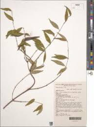 Image result for Secamone