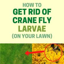 Getting rid of flies in your home. How To Get Rid Of Crane Fly Larvae In Your Lawn Bugwiz