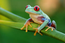 Trio of adorable of 'dumpy thicc' frogs show that instagram stardom isn't just for mammals. Frog S Metamorphosis
