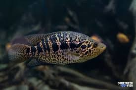 The Big Cat Of The Water Jaguar Cichlid Care Guide