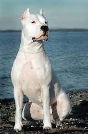 pin by veepe on petsociety dog argentino beautiful dogs dog breeds