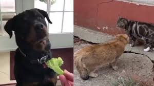 Police search for suspect who shot woman in roslindalea woman is in critical condition after a shooting thursday afternoon near sullivan's. Tony Baker Animal Voiceovers Very Funny Youtube
