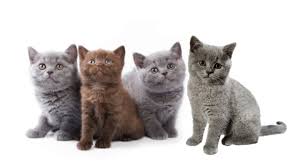 Scottish Fold British Shorthair Kedileri Nin En Degerli Renkleri Sirasiyla Kedi Ajans Blog Kediler Hakkinda A Dan Z Ye