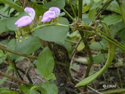 Image result for Canavalia africana