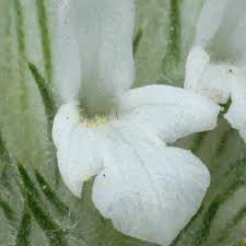 Image result for Acrotome inflata