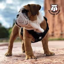 Maybe you would like to learn more about one of these? Amazon Com Bulldog Grade Harness For English American French Bulldogs Custom Fit No Pull Reflective Vest Harnesses For Your Bully Large Brave Black Camo Kitchen Dining