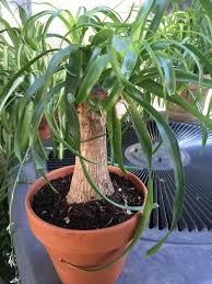 Asparagaceae (formerly:dracaenaceae / liliaceae the guatemala ponytail is a succulent which features a swollen base. Beaucarnea Guatemalensis Elephant Foot The Wright Plant Lady Facebook