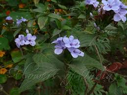 Image result for Eranthemum pulchellum