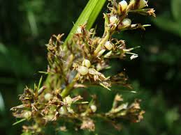 Image result for Scleria xerophila