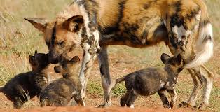 The second most endangered carnivore in africa. Where The Wild Dogs Are Journeys By Design