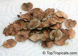 Image result for Hymenocardia