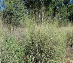 Image result for Sporobolus tenuissimus