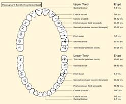 Teeth Diagram Numbers Tooth Diagram A Schooner Of Science