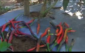 Tempat hitam ini boleh timbul dalam kumpulan atau satu demi satu yang kadang kala pulau hanya muncul di satu sisi lidah. Artikel Mengenal Hama Dan Penyakit Tanaman Cabai