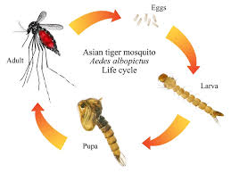 Pour les cas d'affection oculaire, il est primordial de rincer les yeux à grande eau au plus vite. Traitement Du Moustique Tigre Guadeloupe Dkm Experts