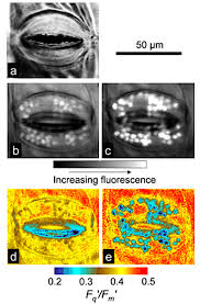 Sugar from guard cell photosynthesis can contribute to the osmotic build‐up required for opening. Photosynthetic Electron Transport In Stomatal Guard Cell Chloroplasts Responds To Internal Not Ambient Co2 Concentration Plant Stomata Encyclopedia