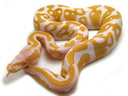 Maybe you would like to learn more about one of these? Ball Python Morph Galleryballpythonmorphgallery Com