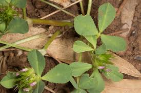 Image result for Trifolium spumosum