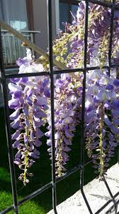 Mor Salkim Flower Mor Salkim Mor