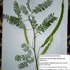 Image result for Sesbania keniensis