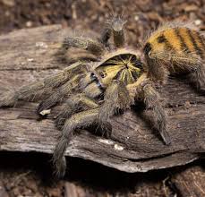 Image result for Striga junodii