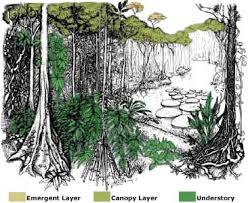 The upper parts of the trees house birds, insects, arachnids, reptiles and tropical rainforests are forests characterized by high rainfall, with definitions setting minimum. Tropical Rainforest Layers